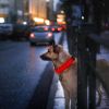 LED Dog Collar USB Rechargeable Adjustable Dog Safety Collar Night Safety Flashing Luminous Light up Collar